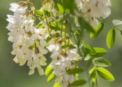 Sophora Japonica